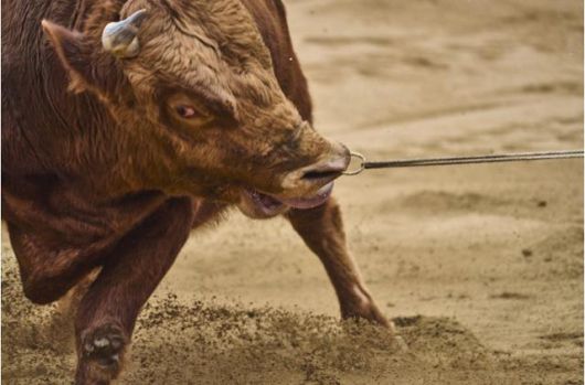 조교사에 저항하고 있는 싸움소의 모습. 동물해방물결 제공