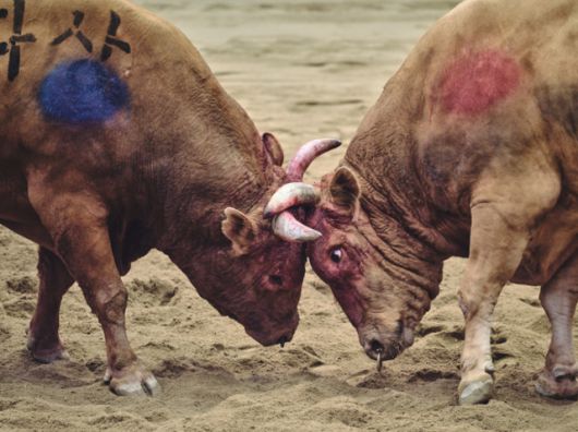 싸움소들이 피가 나도 경기는 계속됐다. 동물해방물결 제공