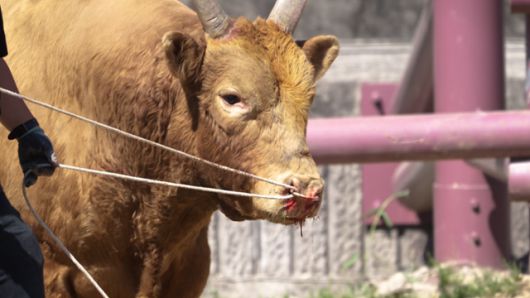 소의 코에 끼운 살코(코뚜레에연결된 줄로 싸움소를 통제하거나 싸움을 유도하는 도구)로 인해 코에 피가 나고 있다. 동물해방물결 제공