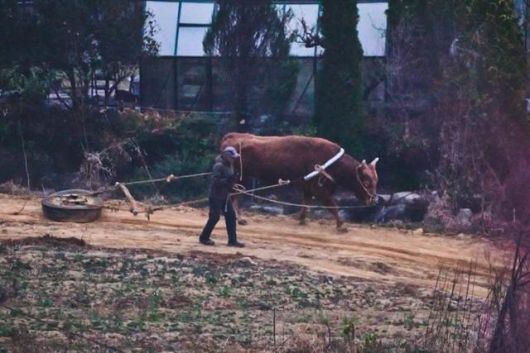 채찍질을 당하며 폐타이어를 끄는 훈련을 하고 있는 싸움소. 동물해방물결 제공