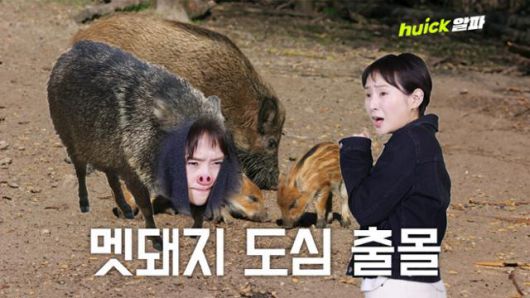 멧돼지와 마주칠 경우 △소리를 지르거나 위협적인 행동으로 흥분시키지 말고 △등을 보이며 달아나지 않아야 하고 △주변의 나무나 바위 등 은폐물을 찾아 몸을 피해야 한다. 한국일보 유튜브