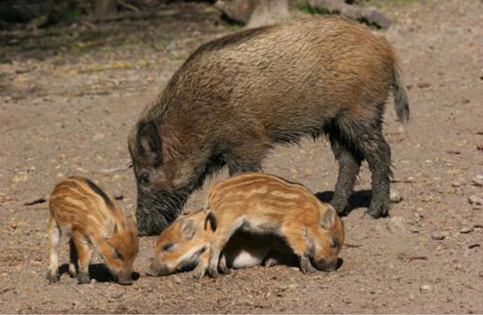 엄마 멧돼지와 새끼 멧돼지의 모습. 국립생물자원관 제공