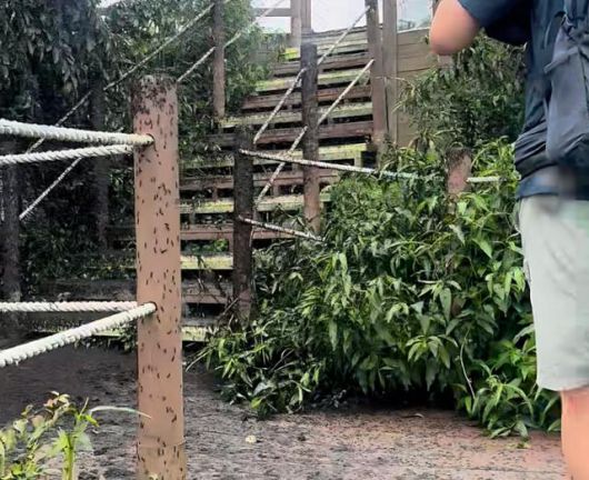 29일 오전 인천시 계양구 계양산 정상 부근에서 '러브버그'로 알려진 붉은등우단털파리가 산책로를 뒤덮고 있다. 연합뉴스