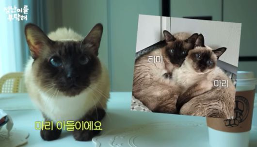 배우 김정난의 둘째 반려묘 '타미'. 유튜브 '정난이를 부탁해' 캡처