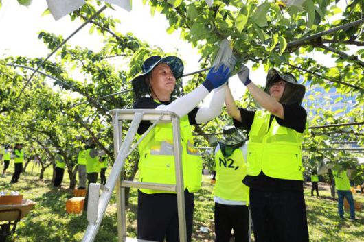 윤병운(왼쪽) NH투자증권 사장이 11일 경기 의정부시 배 농가에서 '범농협 한마음 농촌일손 집중 지원의 날' 임직원 농촌일손돕기 봉사활동을 하고 있다. NH투자증권 제공