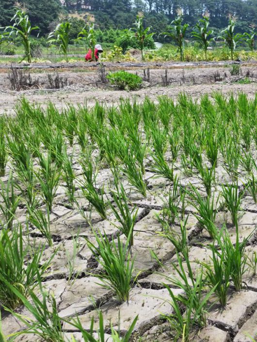 폭염으로 인한 가뭄이 이어진 8일 제주 서귀포시 하논 분화구 내 논바닥이 쩍쩍 갈라져 있다. 연합뉴스