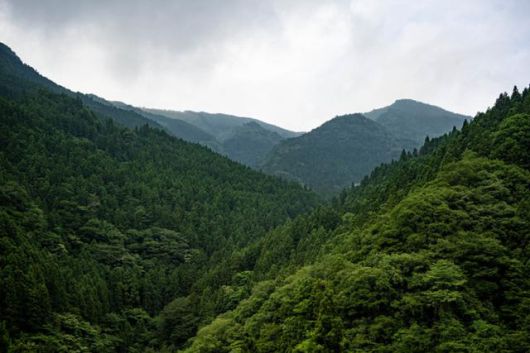 미요시시 이야노 가즈라바시 일대 산지.