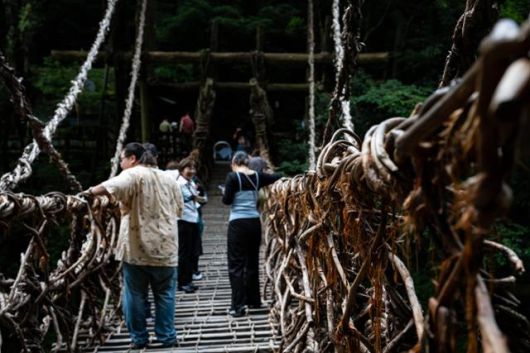 미요시시 이야노 가즈라바시를 찾은 관광객들이 다리를 건너고 있다.