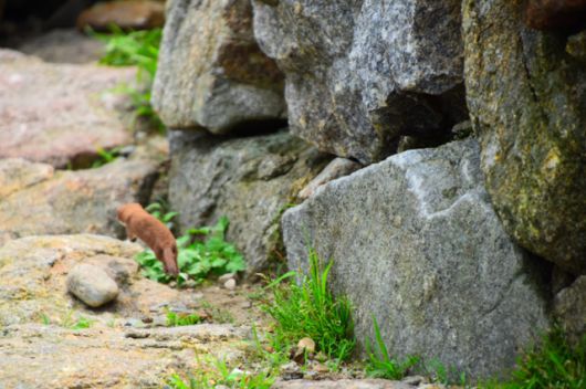 무산쇠족제비 뒷모습. 국립공원공단 제공