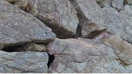 8년 만에 포착된 무산쇠족제비. 국립공원공단 제공