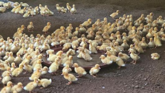 10일 전남 나주시 세지면 한 오리농장에서 더위에 지친 새끼 오리들이 물가에 옹기종기 모여 있다. 나주=김진영 기자