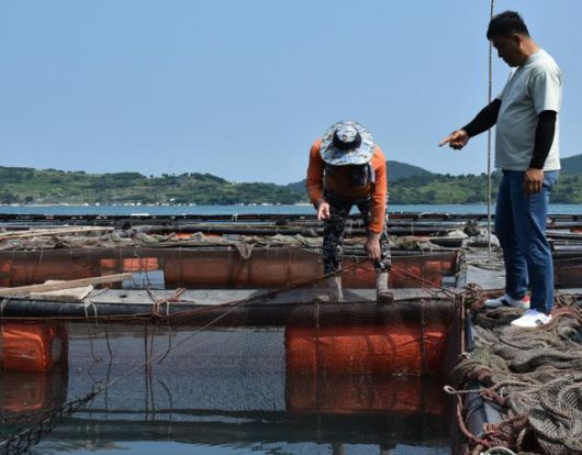 고수온 특보가 발효 중인 10일 전남 여수시 돌산읍의 한 가두리 양식장에서 어민들이 물고기 상태를 살펴보고 있다. 여수=뉴스1
