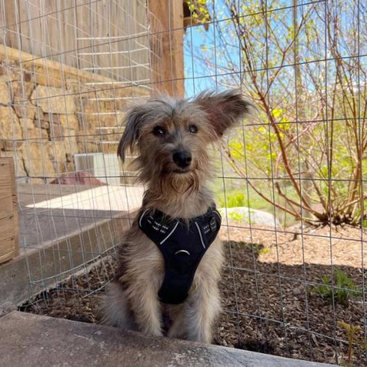 영화 '슈퍼맨' 속 크립토의 실제 모델인 '오즈'.(Ozu) 3년 전 제임스 건 감독은 오즈의 사진을 사회관계망서비스(SNS)에 올리며 입양 사실을 알렸다. 제임스 건 감독 인스타그램