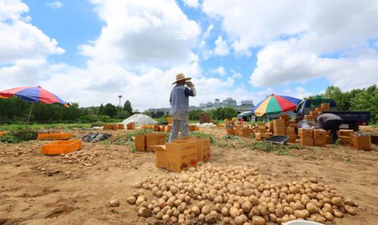 7월 1일 인천 남동구의 한 농장에서 농부들이 감자를 수확하고 있다. 연합뉴스
