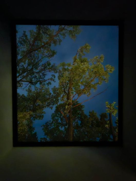 수락휴 트리하우스 침대 위 창으로 보이는 밤 풍경. 이날은 구름이 많아서 별은 보지 못했다.