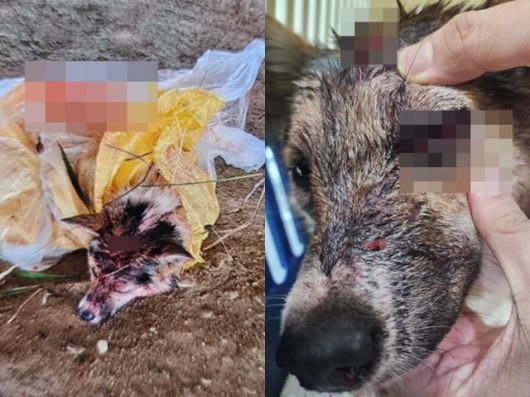 동물보호단체 동물자유연대는 지난 15일 전북 정읍시 한 하천 다리 밑에서 호미로 맞고 농수로에 버려진 개를 구조했다. 개는 중상을 입은 상태였다. 동물자유연대 제공