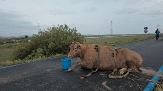 16~17일 내린 폭우로 침수 피해를 입은 충남 예산군 삽교읍 하포리 마을의 축사에서 구조된 소가 둑길에서 쉬고 있다. 이 마을에서 소 300여 마리를 키우는 한 축산 농가에 따르면 갑작스럽게 들이닥친 물에 대피시키거나 풀어주지 못해 죽은 소가 50여 마리에 이른다. 예산=윤형권 기자