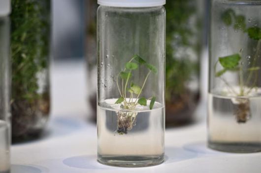 김연준 파이토리서치 대표는 생명공학기술과 사물인터넷을 이용해 병충해를 이겨내는 무병묘를 배양한다. 무병묘는 식물의 생장점을 미세하게 잘라 세균 감염억제기술이 적용된 무균상태의 용기에서 배양해 6개월 동안 기르는 과정을 거친다. 남동균 인턴기자