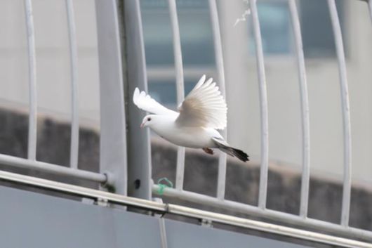 날아오르는 비둘기의 모습. 문선희 작가 제공