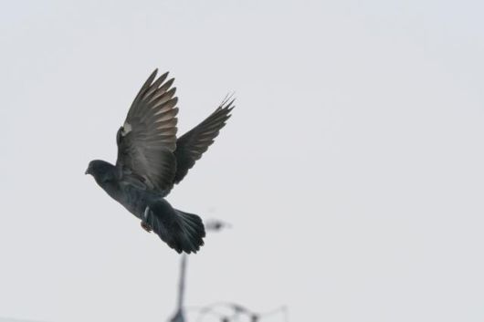 사람들은 대부분 걸어다니는 비둘기 모습을 보지만 실제로는 비행에 능하다. 문선희 작가 제공