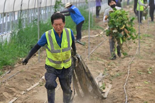 정청래 신임 더불어민주당 대표가 3일 당대표 취임 후 첫 외부 일정으로 전남 나주시 노안면 일대를 방문, 수해 피해를 입은 오이 농가를 방문해 복구 작업을 돕고 있다. 나주=뉴시스