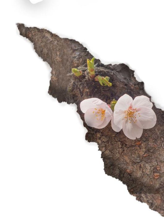 세라(가명) (39·중국)이 '한국 사회 속의 나'에 대한 답변으로 혼자 동 떨어져 있는 꽃의 모습을 촬영했다. 세라 제공·그래픽 한가희