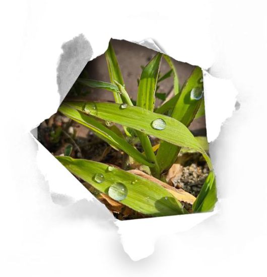 8세와 13세 아이의 엄마인 판링링(40·중국)이 '한국 사회에서의 나'에 대한 답변으로 새벽을 견딘 연약한 이슬이 빛나는 모습을 촬영했다. 본인 제공·그래픽 한가희