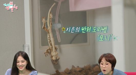 한지은이 '전지적 참견 시점'에서 일상을 공개했다. 해당 방송 프로그램 속 그는 반려 도마뱀인 모니와 시간을 보냈다. MBC 캡처