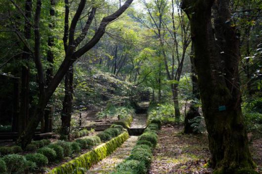 서울대학교 관악(안양)수목원 진달래길에서 바라본 숲. 서울대 수목원은 정돈되기보다는 다소 거칠다.