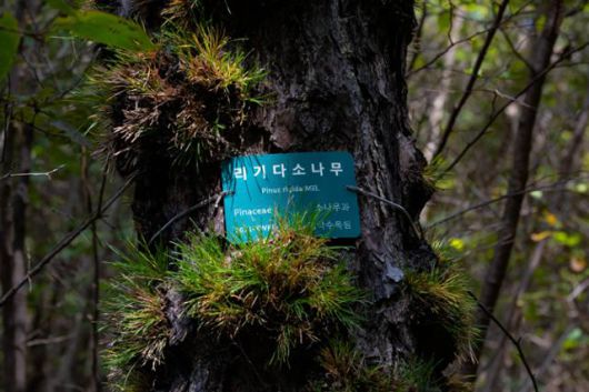 서울대학교 관악(안양)수목원 리기다소나무에 인식표가 부착돼 있다.