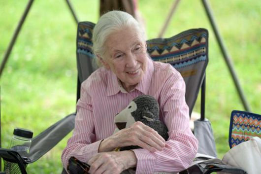 제인 구달이 2023년 7월 8일 경기 파주시 장산전망대에서 열린 ‘DMZ 생태평화 선언’ 행사에 참석해 ‘뿌리와새싹’ 회원들과 상담하고 있다. 구달은 강연 시 침팬지 인형 '미스터 H'를 늘 데리고 다녔다. 파주=하상윤 기자