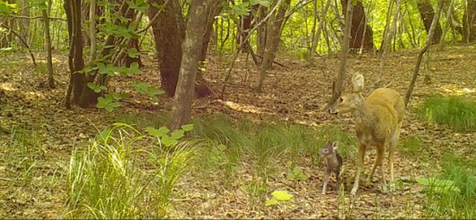 새끼를 지키기 위해 담비를 막아선 고라니의 모습. 국립공원공단 제공