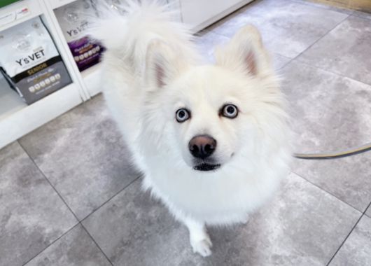 사람을 좋아하고 다른 개 친구들과도 잘 지내는 모찌. 동물권단체 하이 제공