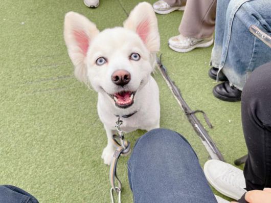 미용(털 깎이)을 했을 때 모습. 동물권단체 하이 제공