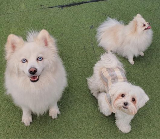 다른 개들과도 잘 지내는 매너견 모찌. 동물권단체 하이 제공