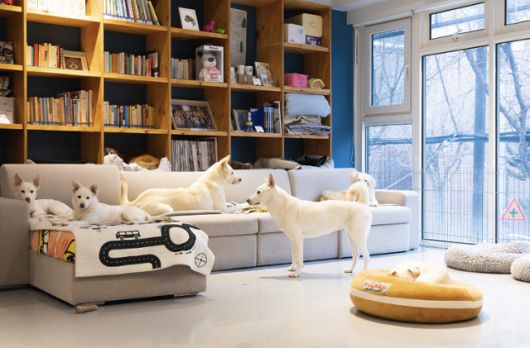 서울 마포구 카라의 더불어숨센터 내 입양카페인 아름품은 일반 가정과 비슷한 환경으로 꾸며 입양 전 동물의 사회화를 돕는 것을 목표로 했다. 카라 노조 제공