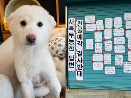 서울 마포구 카라의 더불어숨센터 앞 노조와 일부 활동가들이 매각을 반대하는 내용의 메시지를 붙였다(오른쪽). 왼쪽 사진은 센터 내 입양카페 아름품에서 가족을 기다리던 개. 카라 홈페이지 캡처·카라 노조 제공