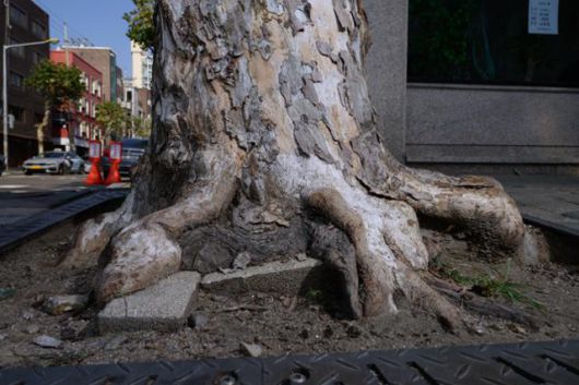 서울 마포구 연남동 거리의 한 플라타너스의 줄기에 보도블럭 여러 개가 박혀 있다. 가로수는 나무의 직경이 커지는 만큼 근원부 주변 토양 공간을 넓혀줘야 정상적인 생육이 가능하다. 하상윤 기자