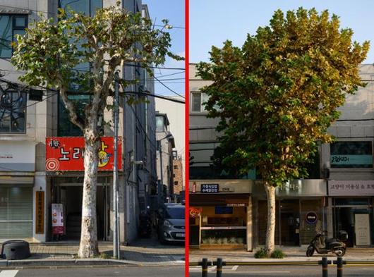 왼쪽 사진은 과도하게 가지가 잘려 있는 서울 마포구 연남동 거리의 플라타너스. 오른쪽 사진은 약 1km 떨어진 서대문구 연희동 거리의 플라타너스로, 본래 수형대로 건강하게 자라난 모습이다. 하상윤 기자