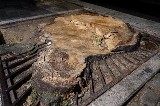 관리 없이 방치된 수목보호판은 올가미로 변하고 결국 나무의 생존을 위협한다. 마포구 연남동 거리의 한 플라타너스가 돌처럼 굳어버린 토양 위에서 수목보호판에 의해 줄기가 조여진 채 고사했다. 하상윤 기자