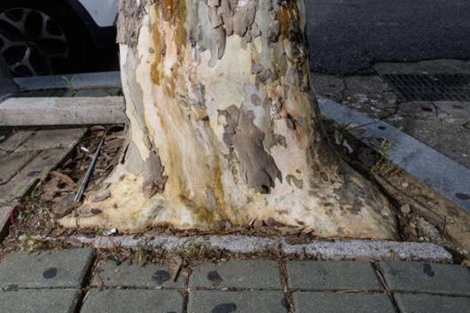 서울 마포구 연남동 거리의 한 플라타너스 근원부가 좁은 수목보호틀을 완전히 메웠다. 수목보호틀 내부 토양은 빗물 침투와 공기 교환을 가능하게 하는 ‘숨통’이다. 하상윤 기자