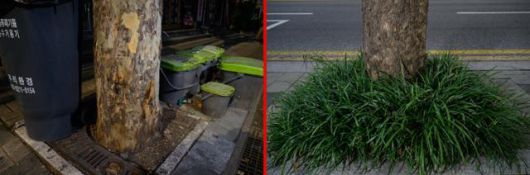 서울 마포구 연남동 거리의 플라타너스 수목보호판 위로 음식물 쓰레기통이 놓여 있다. 오른쪽 사진은 약 1km 떨어진 서대문구 연희동 거리의 플라타너스 모습으로, 보호틀 내부에 초본류를 식재해 토양 위 답압을 억제함으로써 통기와 투수가 유지되도록 했다. 하상윤 기자