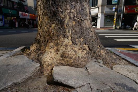서울 마포구 연남동 거리의 한 플라타너스의 줄기 속으로 콘크리트 덩어리가 파고들어 있다. 조여진 나무의 근원부가 종양처럼 부풀어 있다. 하상윤 기자