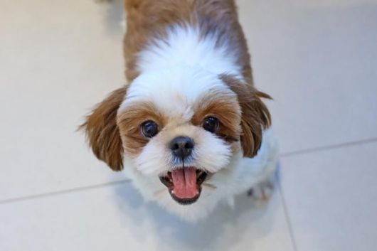 미용 실습에 동원됐던 구조견 시츄 종 달포 21일 경기 파주시 동물자유연대 온센터에서 열리는 입양행사에서 만날 수 있다. 동물자유연대 제공