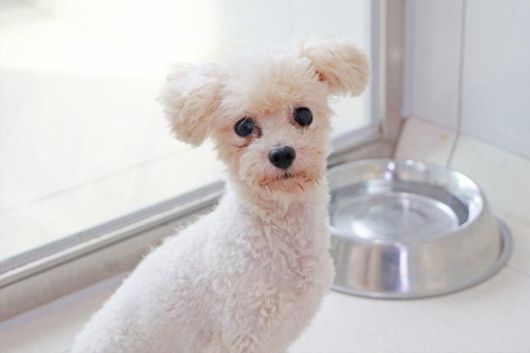가족을 기다리는 푸들 종 핑핑이. 동물자유연대 제공