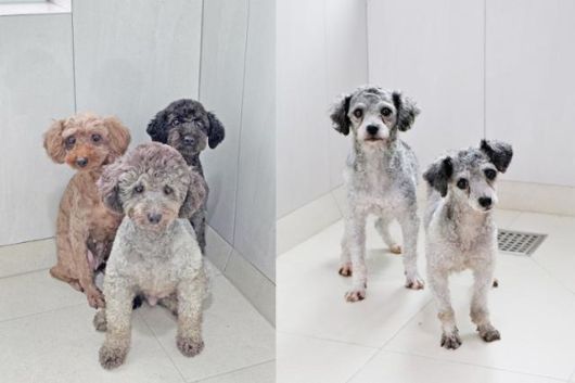 9월 미용실습에 동원되다 구조된 개들이 입양을 기다리고 있다. 동물자유연대 제공