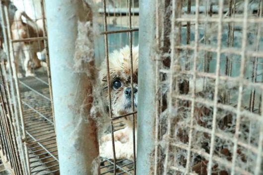 구조 당시 열악한 상황. 동물자유연대 제공