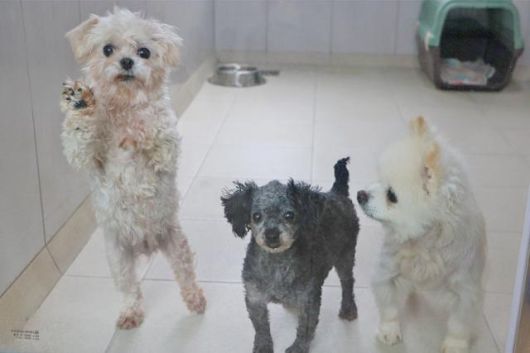 동물자유연대 온센터에서 지내고 있는 구조견들. 동물자유연대 제공