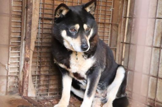 지난 2020년 경기 고양시의 한 공터에서 발견된 불법 번식장에서 사육되던 개 '다슬이'의 모습. 동물자유연대 제공