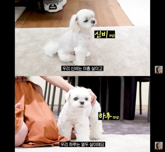 '매일 맥주 마시면서 52kg 유지하는 반백살 한고은 근황 (청담동 집, 남편, 30년 차 견주의 삶)' @유튜브 고은언니 한고은 캡처